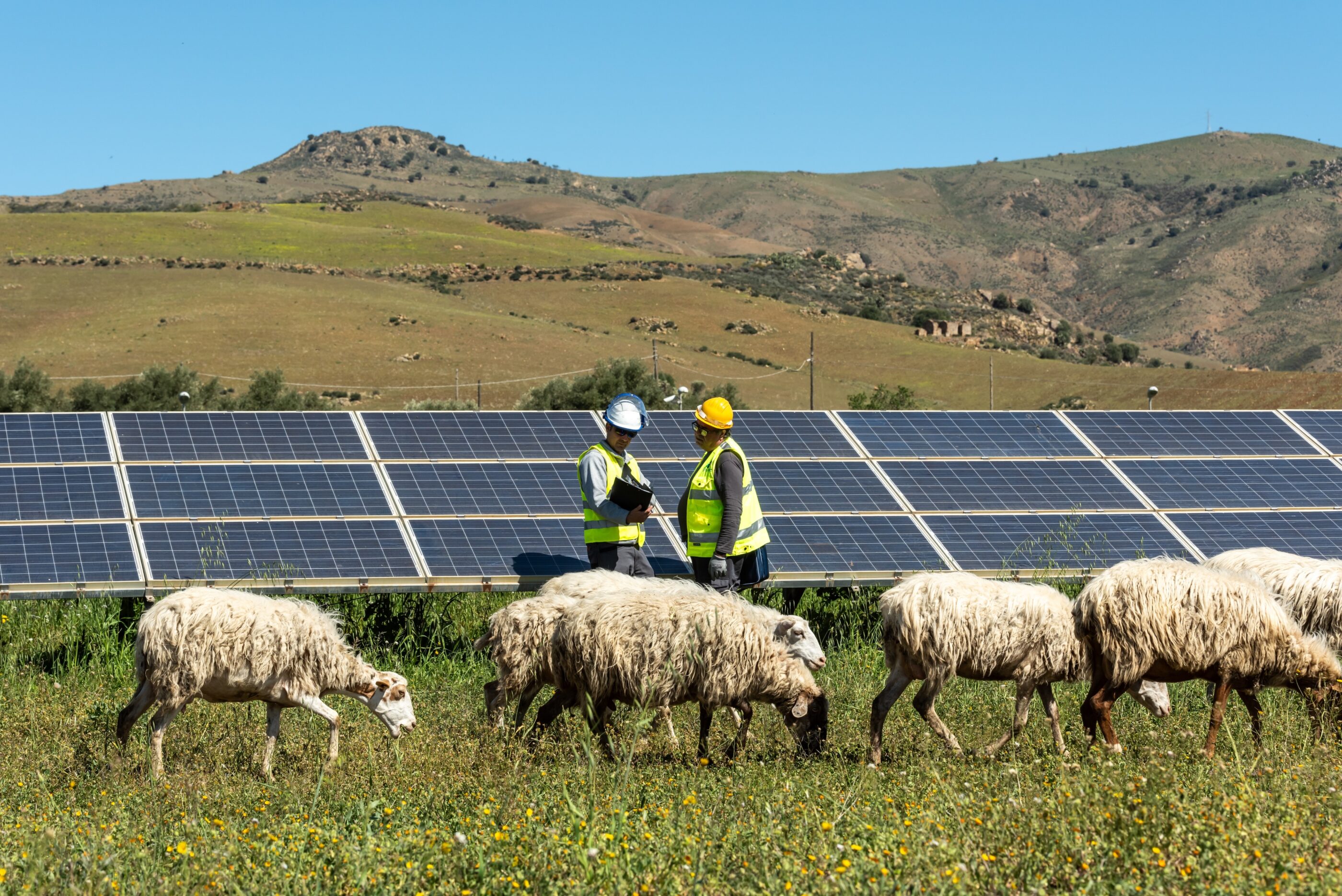Solar farm sheep field